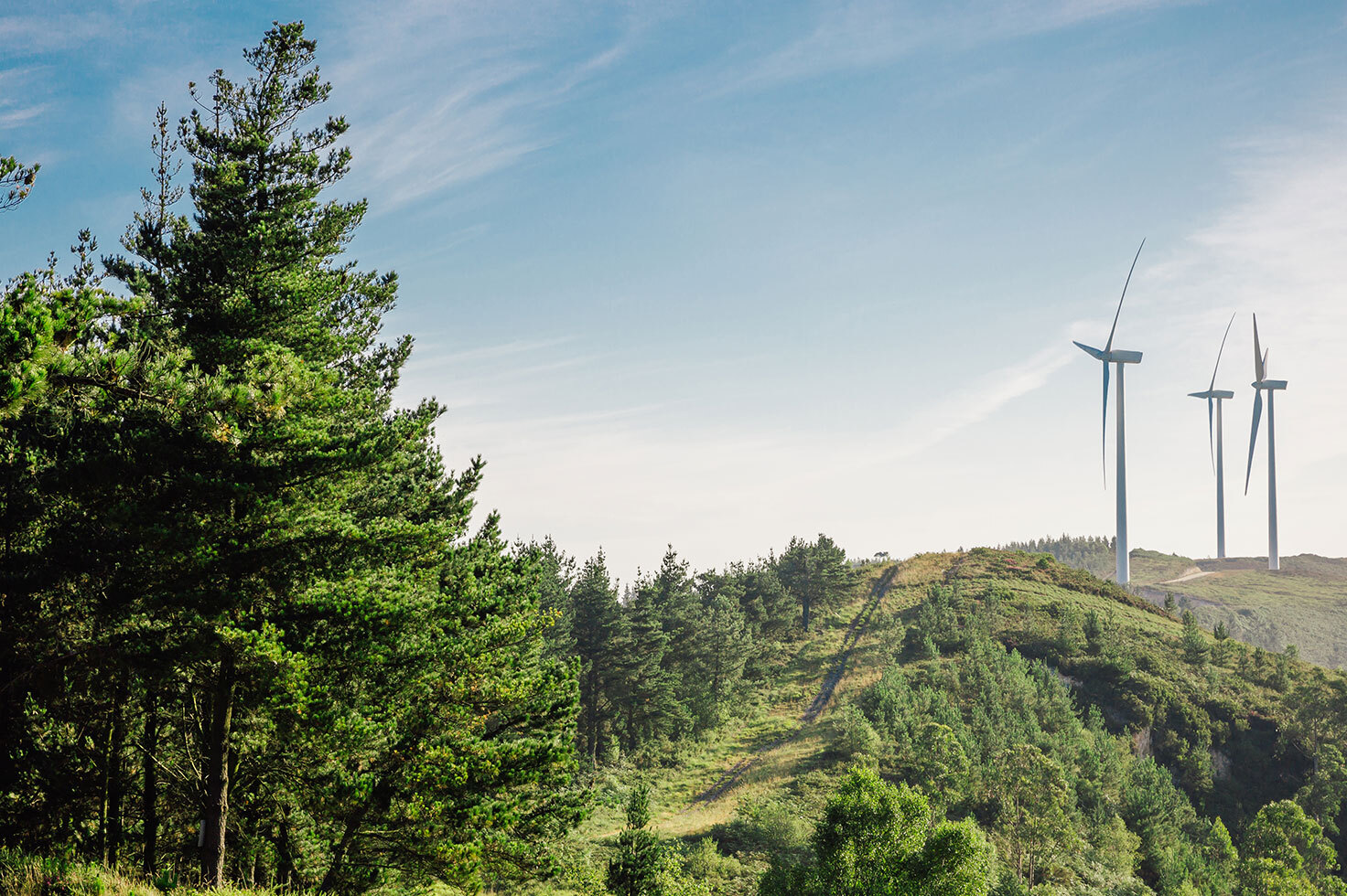 windkraft wald