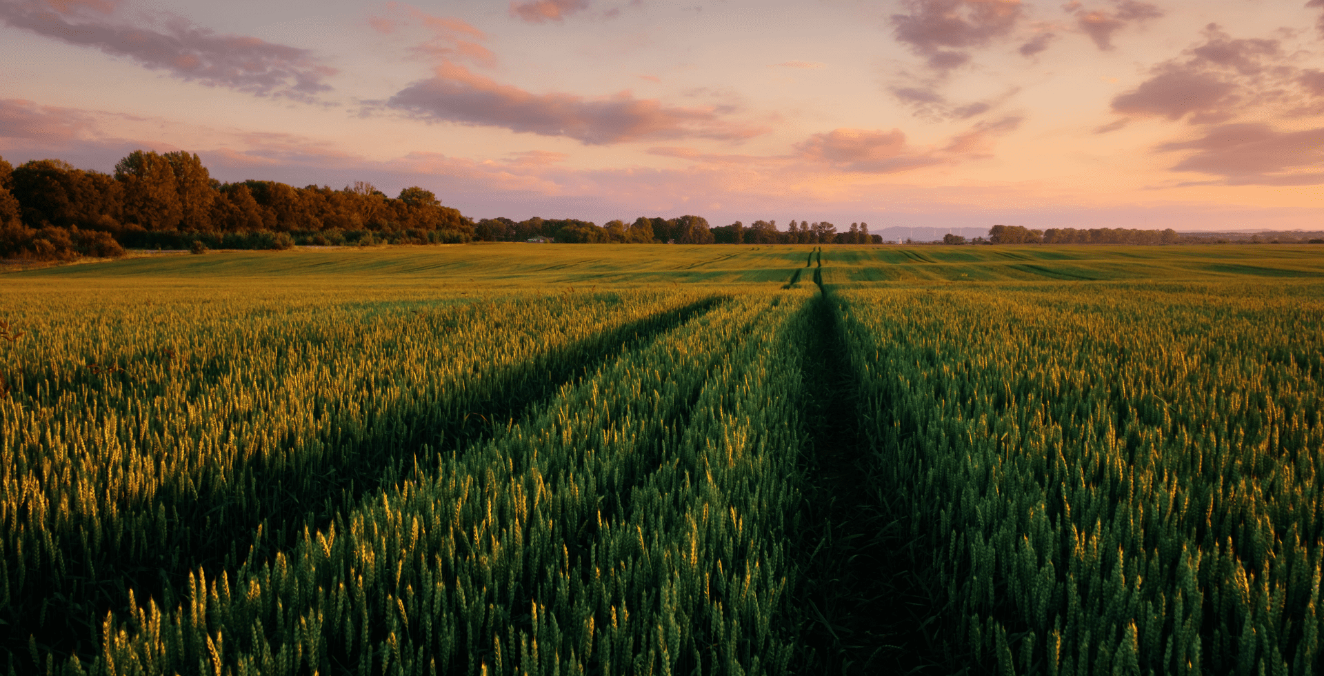 Green field